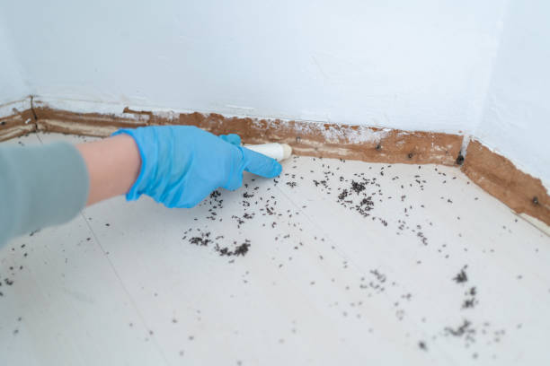 Best Termite Control Services  in Fruitland, IA